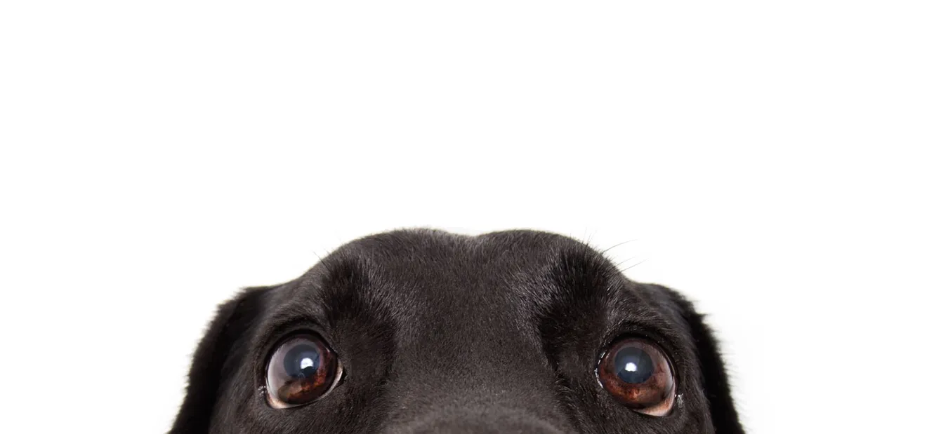 A dog peering warily over the edge of a table — apprehension.
